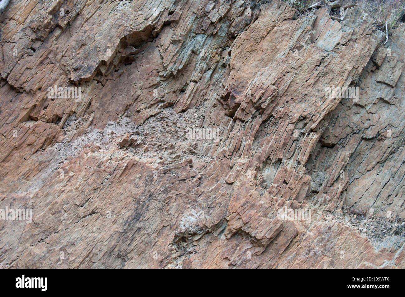 Ein Ausläufer des gefalteten Ordovizium sedimentären Felsen entlang der Rowsley-Fehler in der Brisbane reicht, Victoria, Australien Stockfoto