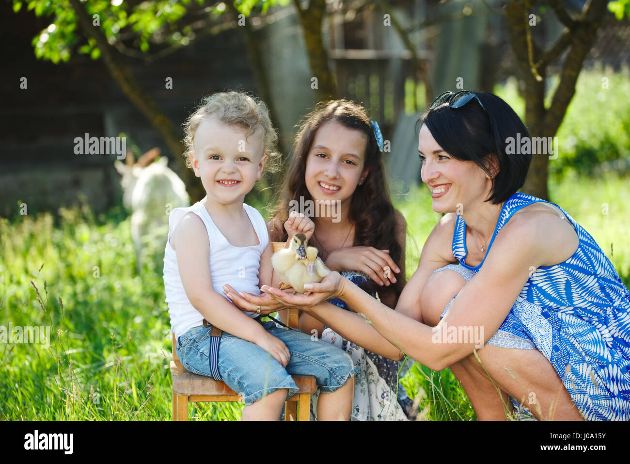 Familie mit kleinen gelben Entlein im Sommerpark Stockfoto