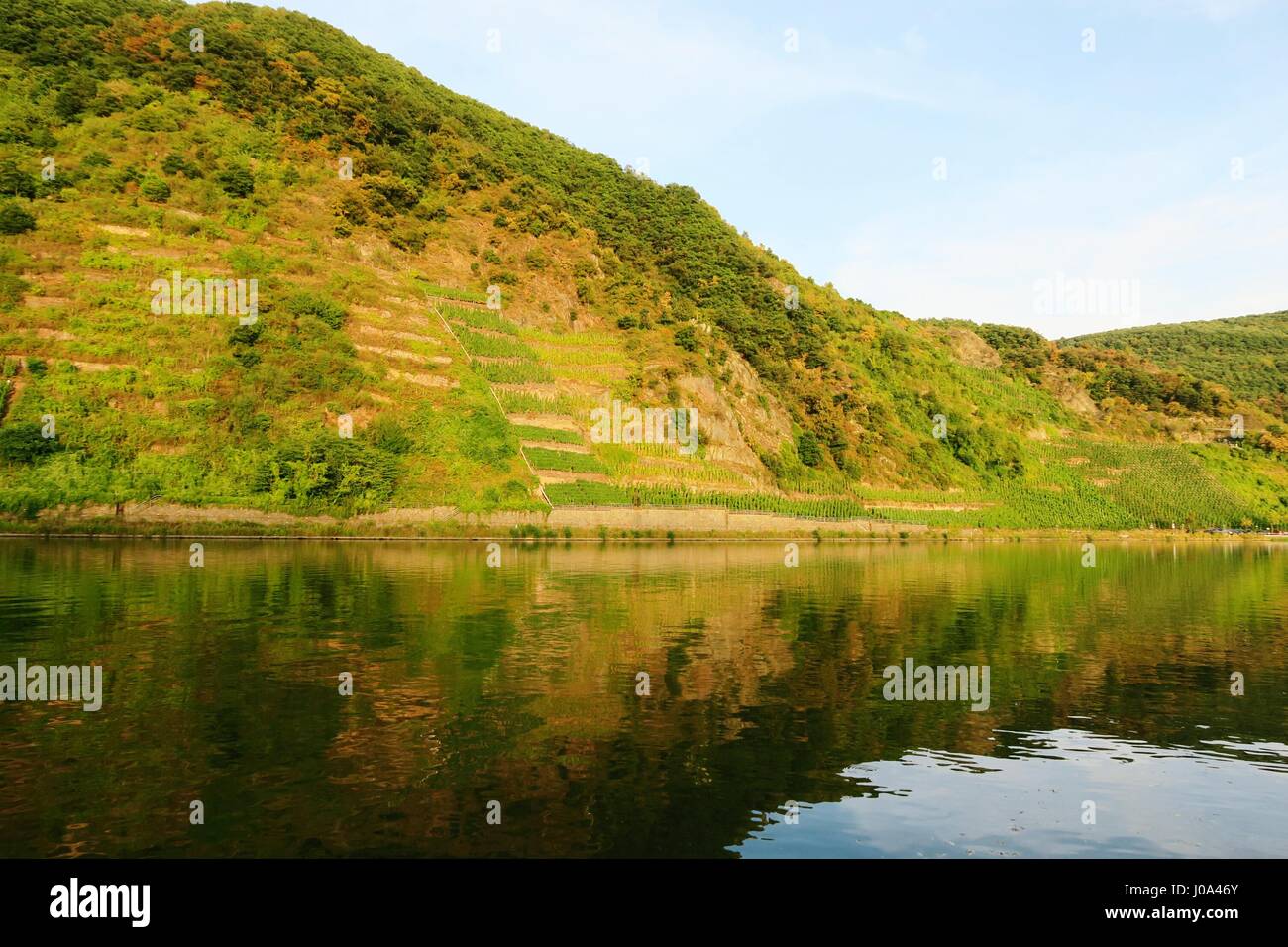 Blick in einen Weinberg an der Mosel in der Abendstunde. In der Nähe von Beilstein (Rheinland-Pfalz, Deutschland) Stockfoto