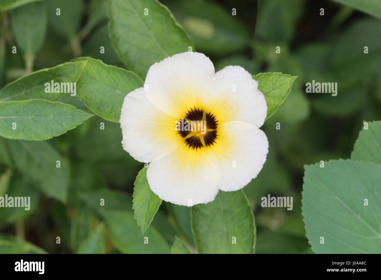 Turnera Subulata oder weißen Salbei Rose Blume am Morgen im öffentlichen Garten. Stockfoto