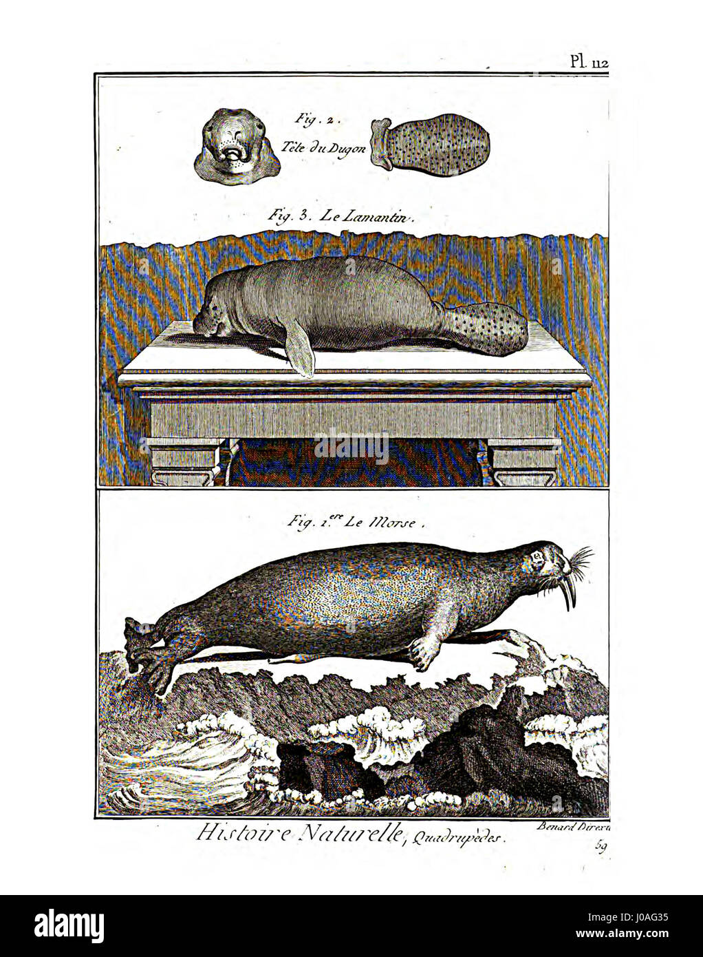 * Encyclopédie méthodique* - Mammalogie, Pl112 ist eine Illustration aus einer französischen Enzyklopädie aus dem 19. Jahrhundert, die sich mit Säugetieren beschäftigt. Die Platte zeigt verschiedene Arten, die den wissenschaftlichen Illustrationsstil der Zeit zeigen und zur Untersuchung der Mamalogie beitragen. Stockfoto