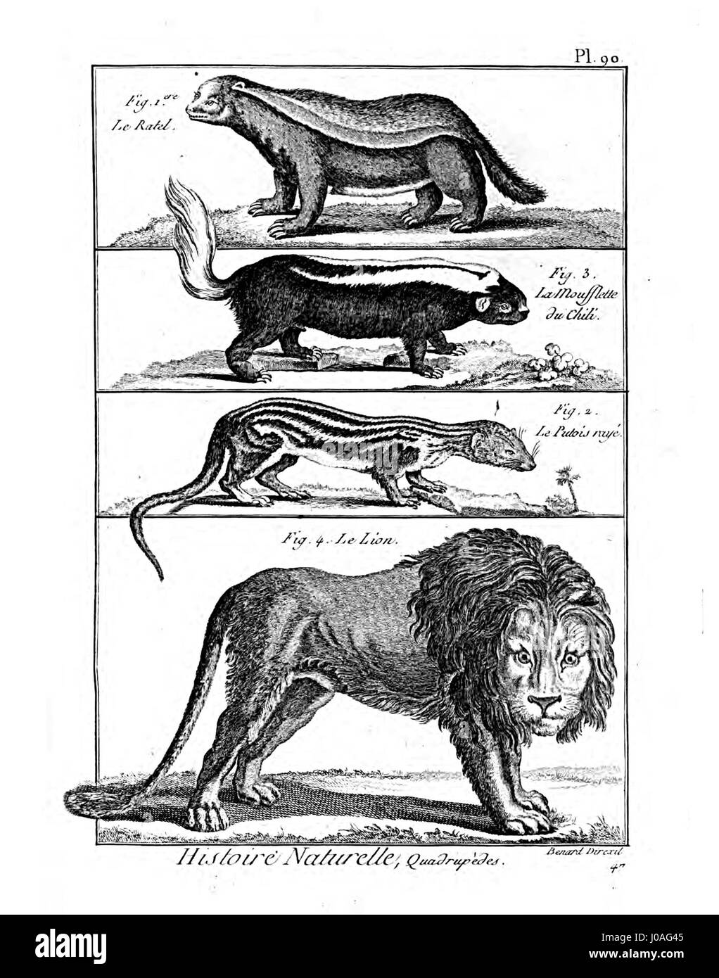 Diese Illustration aus der „Encyclopédie méthodique“ zeigt eine detaillierte Darstellung verschiedener Säugetiere. Sie wurde im Rahmen des größeren enzyklopädischen Projekts produziert und bietet pädagogische Inhalte zu den biologischen Merkmalen und Klassifizierungen von Arten im späten 18. Jahrhundert. Stockfoto