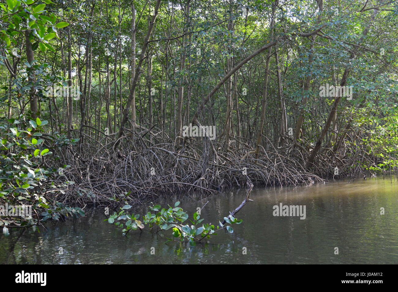 Bilder, die während der Tour von Caroni Bird Sanctuary, Trinidad und Tobago Stockfoto