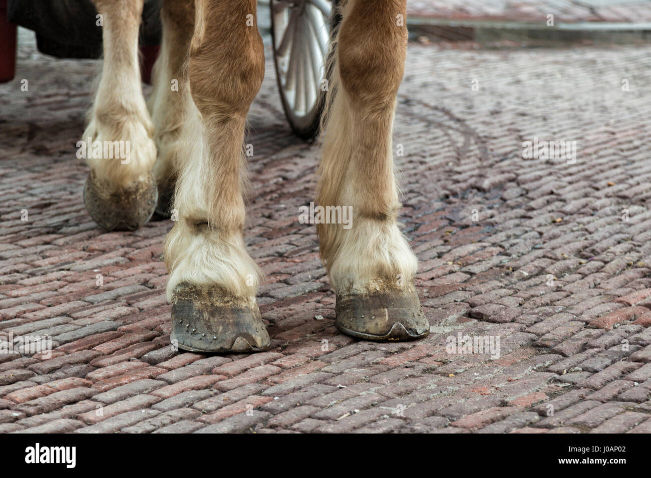 Des Pferdes Füßen Stockfoto Des Pferdes Füßen Stockfoto