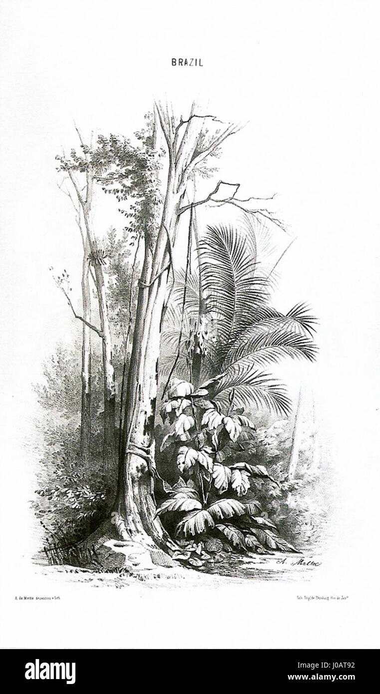 Agostinho José da Motas „Estudo de paisagem“ (Landschaftsstudie) erforscht die natürliche Schönheit einer ländlichen Landschaft und zeigt die Fähigkeit des Künstlers, die Textur der Natur und die harmonische Beziehung zwischen Land und Himmel einzufangen. Stockfoto