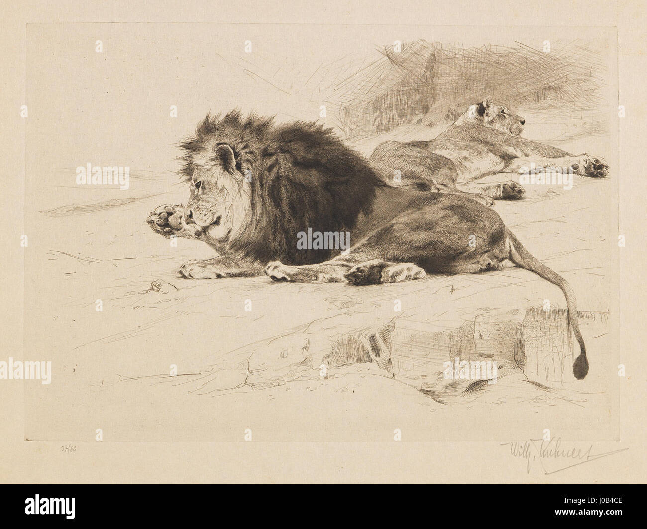 „Ruhende Löwen“ von Wilhelm Kuhnert ist eine Radierung, die zwei ruhende Löwen in einer natürlichen Umgebung darstellt und die detaillierte und realistische Darstellung der Tierwelt des Künstlers zeigt. Stockfoto