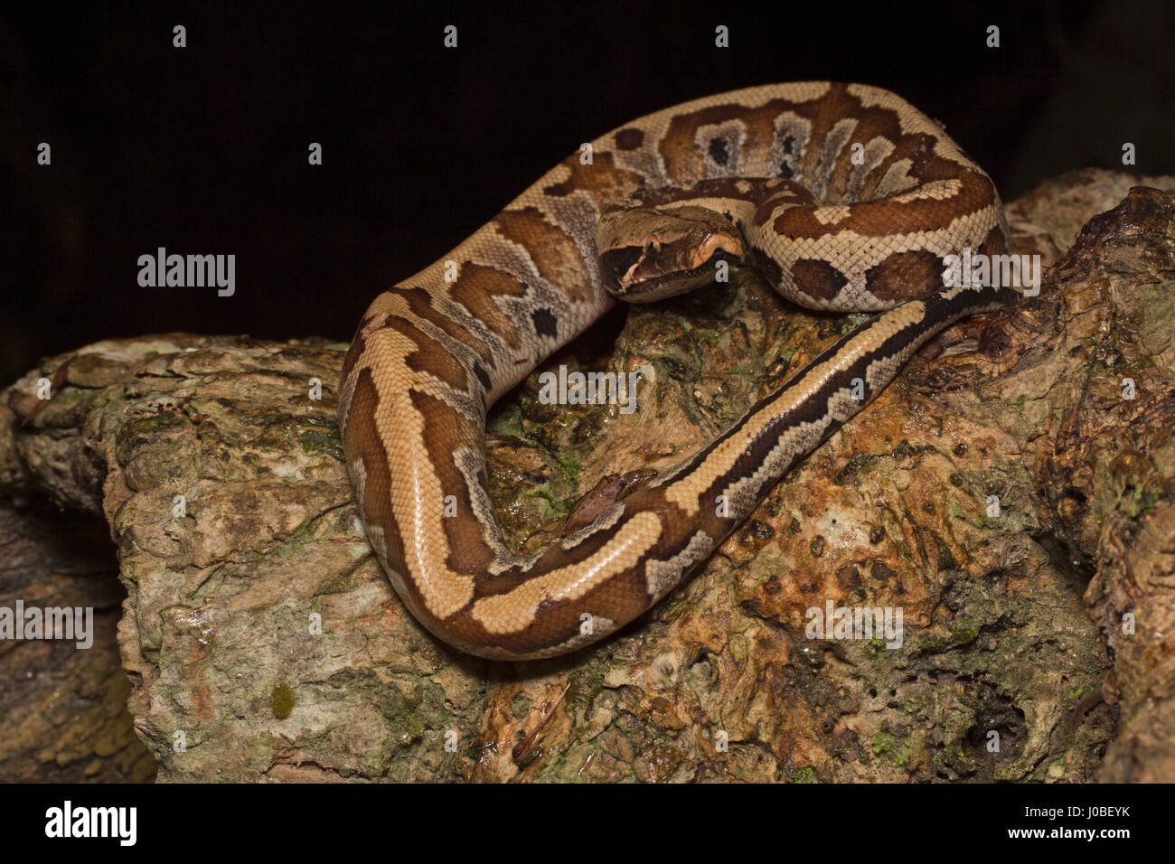 Hognose Schlange Stockfoto