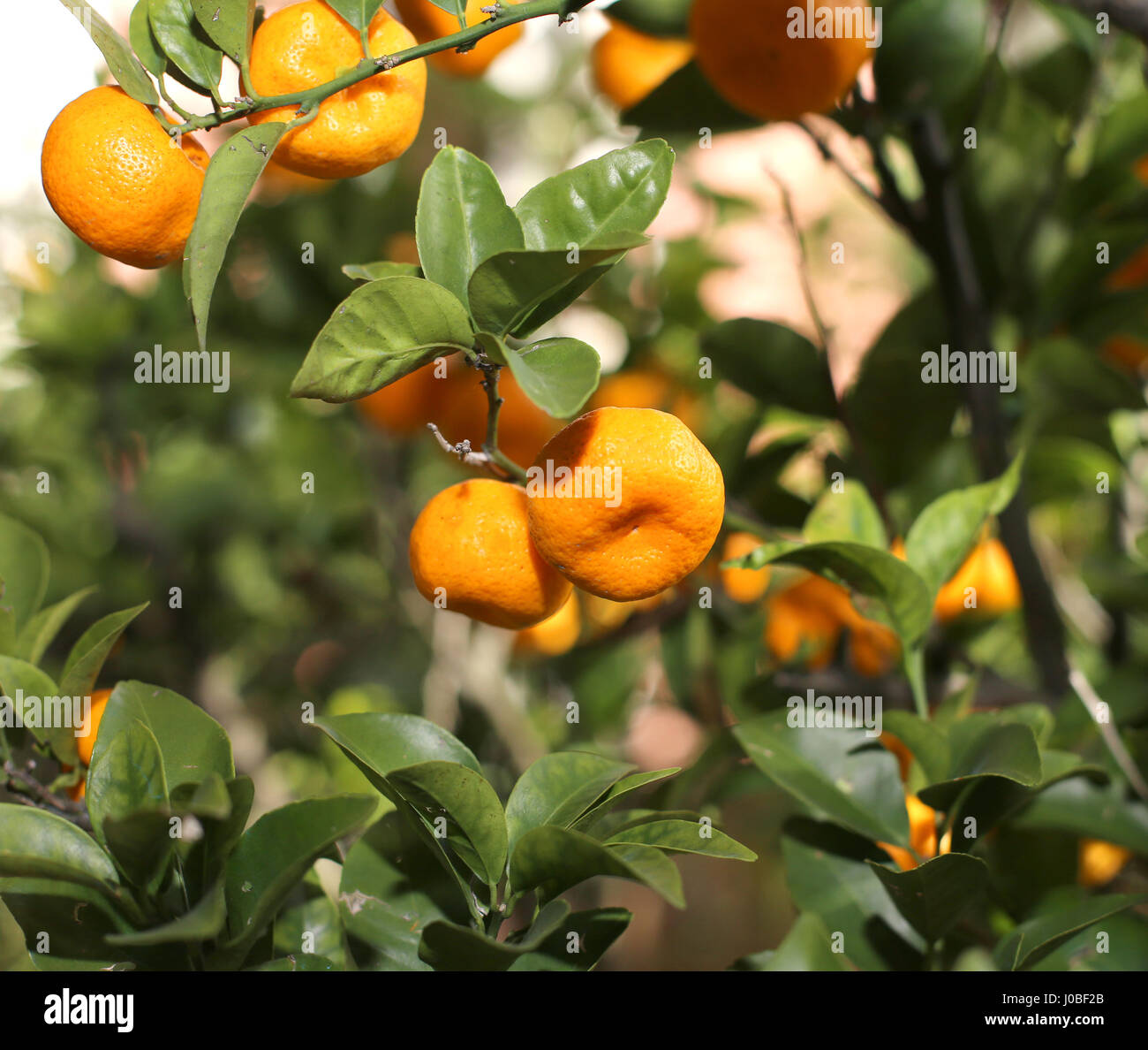 Reife Orangen Mandarinen auf dem Baum mit vielen grünen Blättern in das Land am Mittelmeer Stockfoto