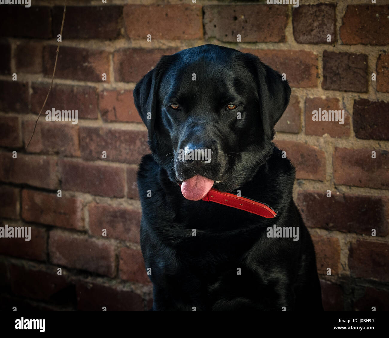Schwarze Labrador Retriever Hund mit Zunge heraus Stockfoto