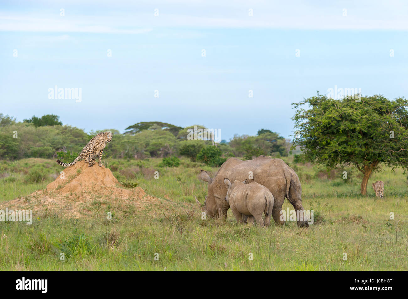 KÖNNTE dieses glücklosen Gepard am meisten Angst im afrikanischen Busch. Vom Rückzug aus Nashörner zu fegen von Hyänen Bilder zeigen Sie wie diese Feigen Gepard Federn sogar Weg von seiner eigenen Art, mit der Gefahr konfrontiert. Bilder von South African Wildlife-Fotograf Andrew Schoeman zeigen unten wie weit der Hackordnung, die schnell, aber leicht gebauten Räuber wirklich ist. Stockfoto