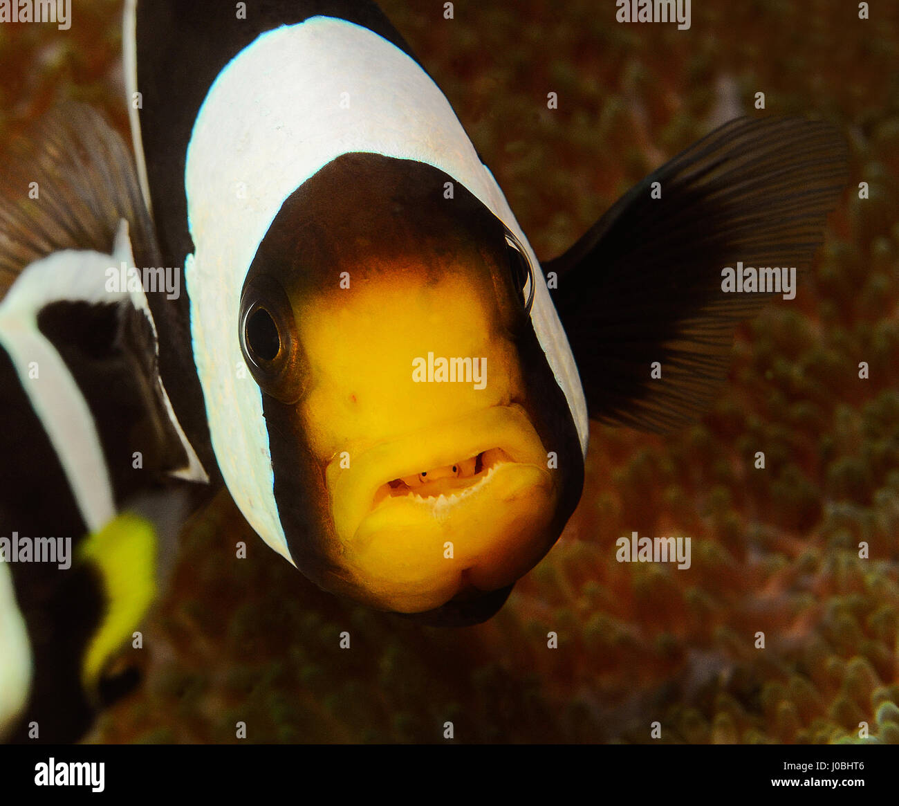 Ein Clown-Fisch mit einem mit Parasiten in seinen Mund genommen in Lembeh, Indonesien. WITZIGE Aufnahmen ergaben sich winzige Unterwasser Lebewesen erscheinen, einen Aufzug per Anhalter auf ihre größeren Pendants. Die Makro-Aufnahmen zeigen farbenfrohe Unterwasserwelt ruht auf der jeweils anderen und man zeigt sogar ein Clownfisch mit einem Parasiten sitzen in ihren Mund. In ein anderes Bild eine Muräne sitzt mit einer klaren Putzergarnelen kitzeln ihre Lippen und eine riesige Krake scheint auch die gleiche Garnelen Freund erworben haben, die über seinem Auge thront hat. Weitere beeindruckende Fotos zeigen ein paar Coleman Garnelen auf einem Feuer s Stockfoto