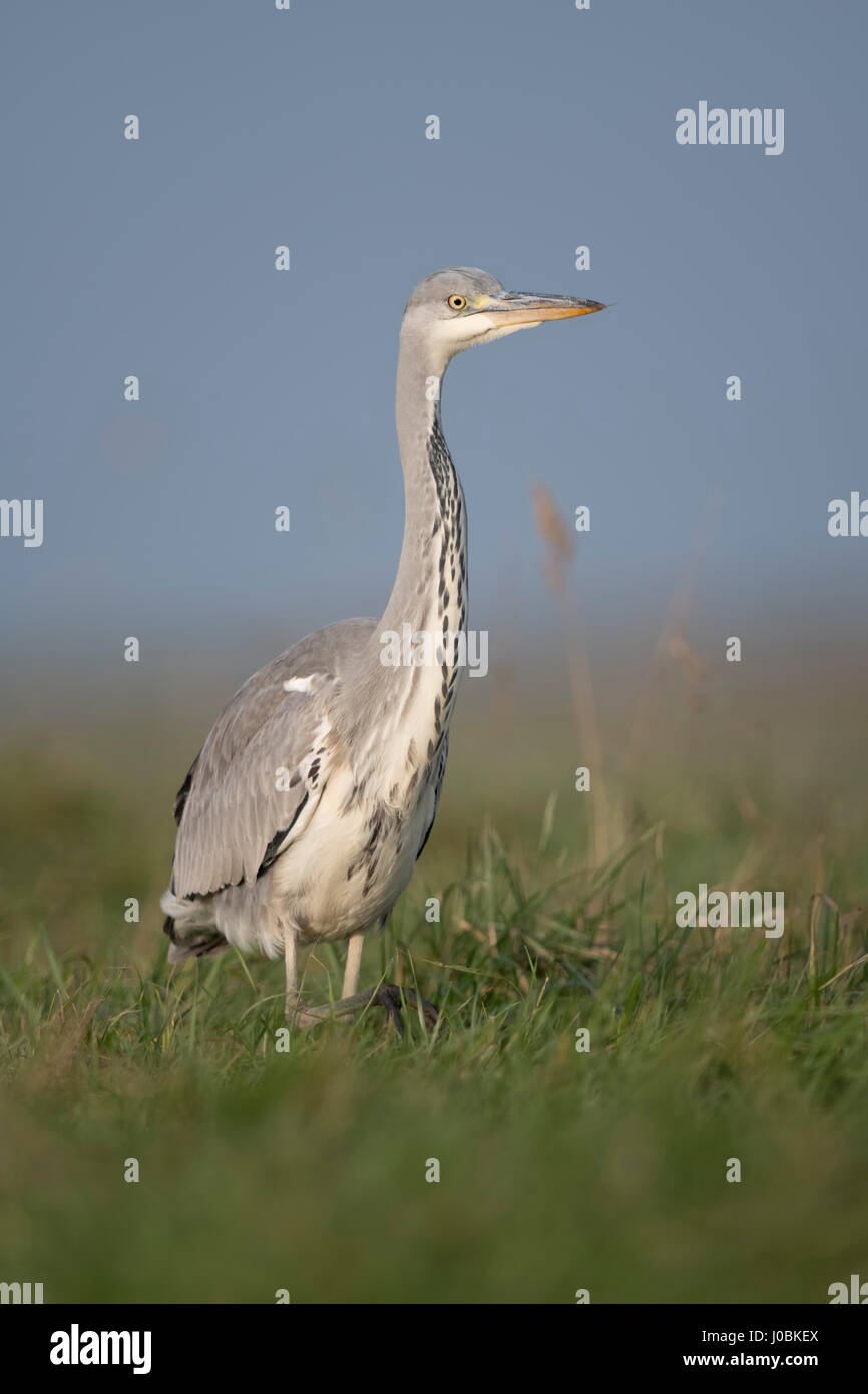 Graureiher / Graureiher (Ardea Cinerea), frontale Aufnahme durch hohe Vegetation beobachten aufmerksam, um langsam zu schließen. Stockfoto