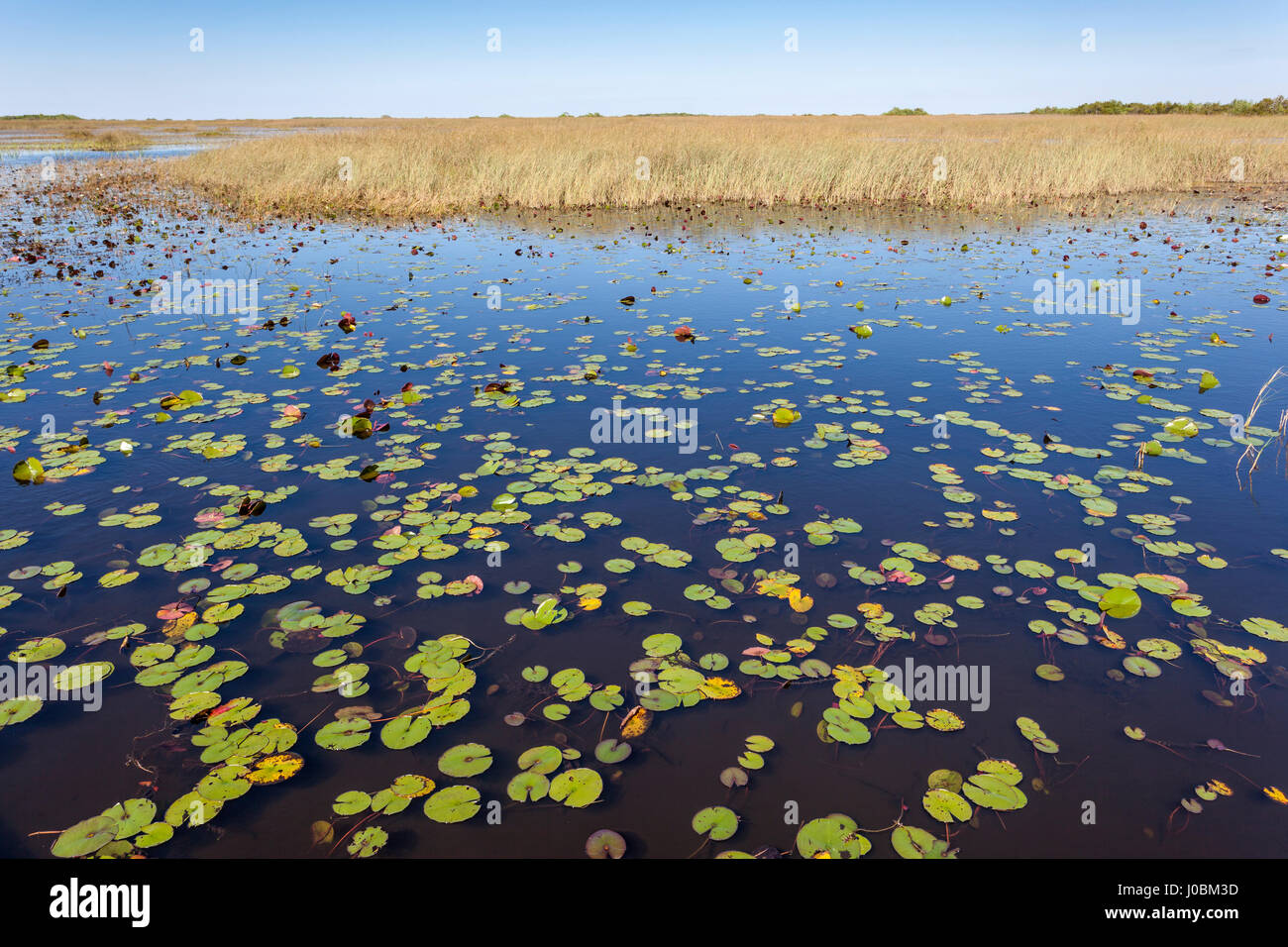 Sumpflandschaft im Everglades Nationalpark in Florida, USA Stockfoto