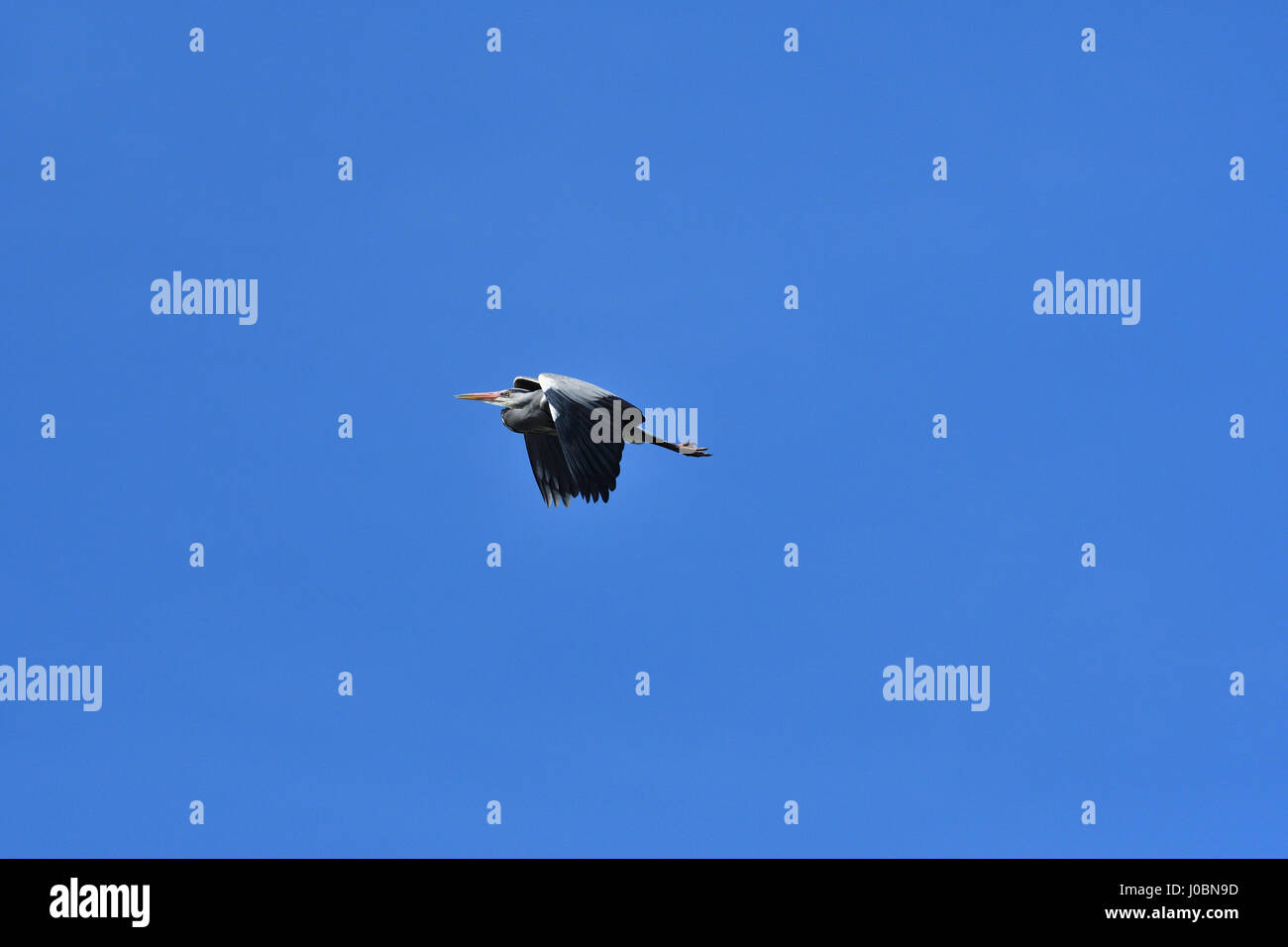Graureiher im Flug vor blauem Himmel Stockfoto