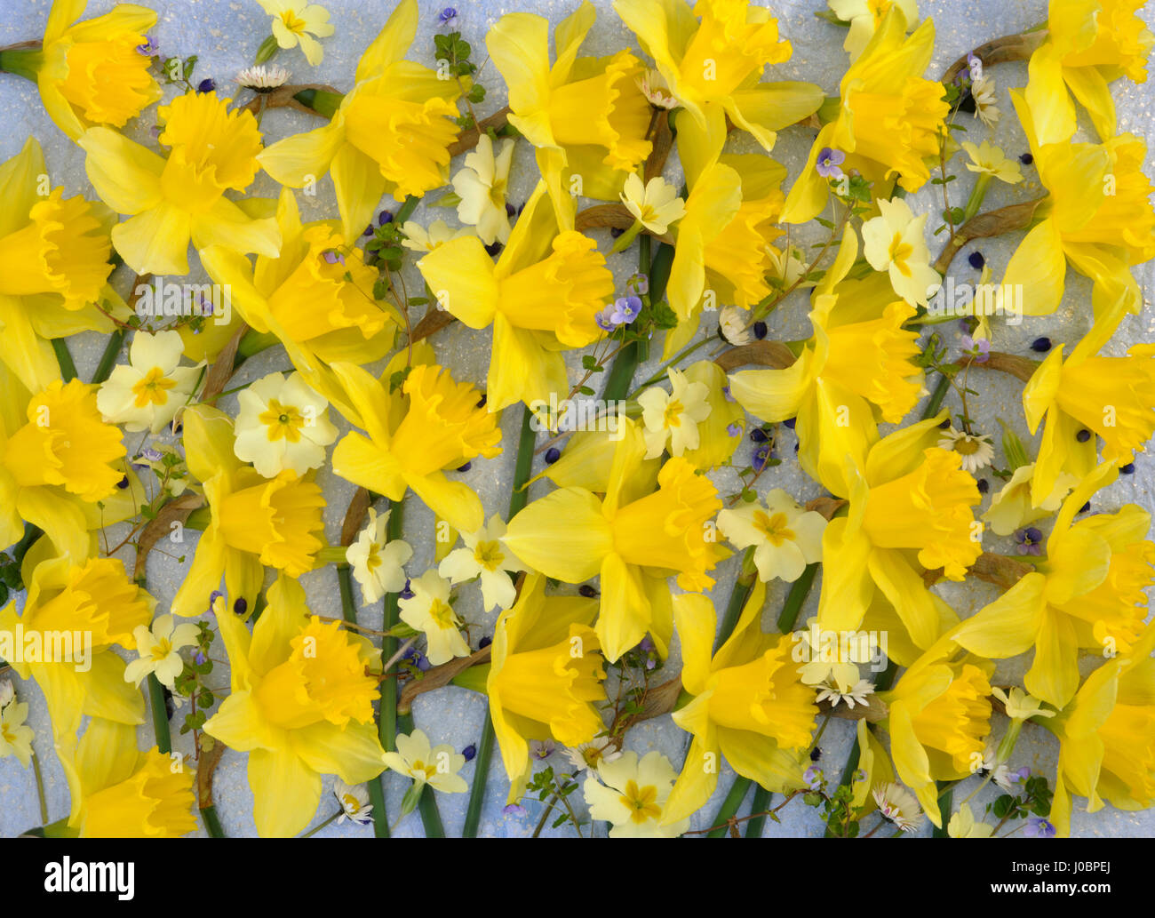 Narzissen, Primeln und Ehrenpreis Blumen arrangiert auf blass blau gesprenkelt Tissue-Papierhintergrund, um die Wirkung von Millefleurs erstellen Stockfoto