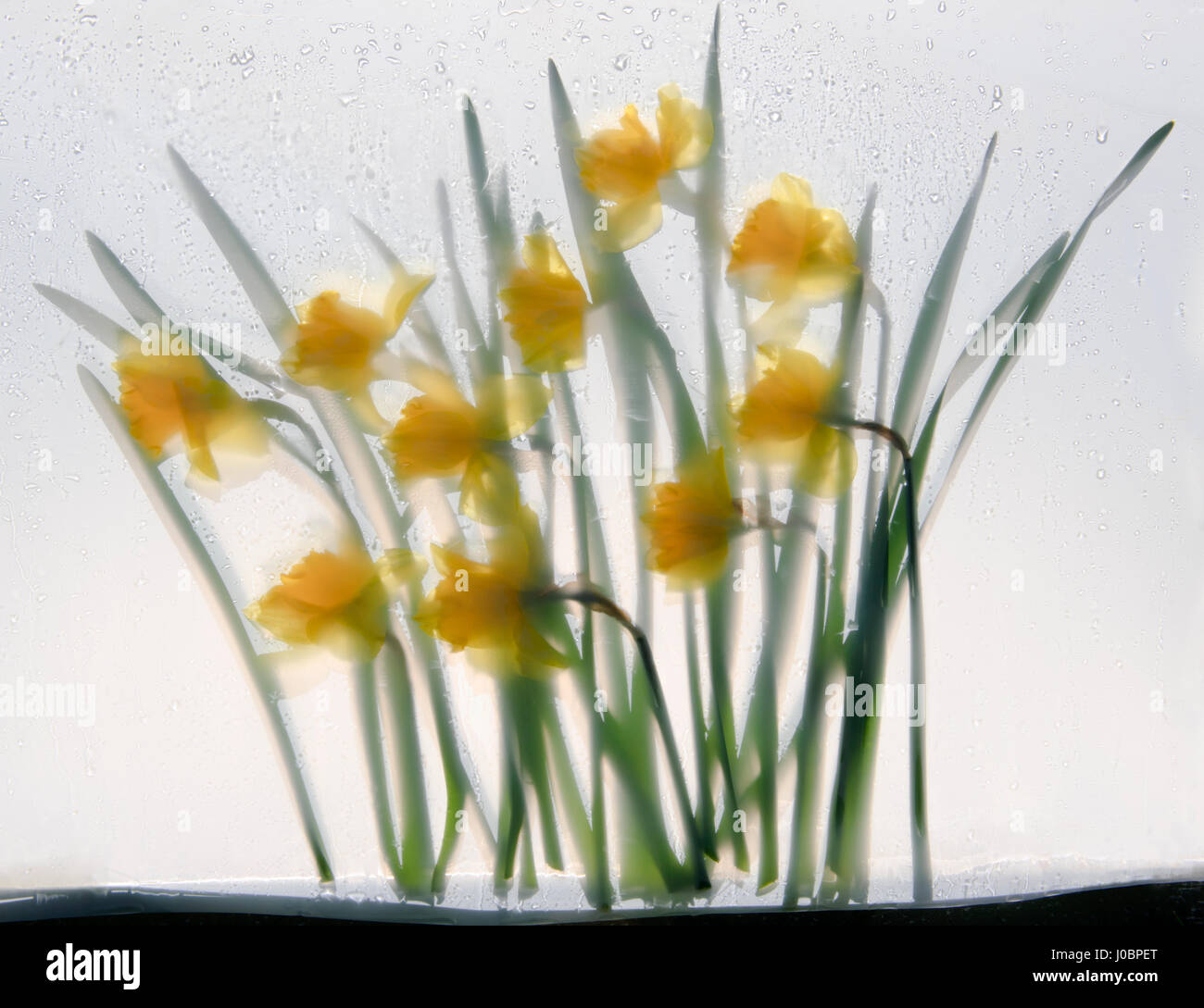 Gelbe Narzisse Blumen und Blättern, zwischen Glas und Ingenieurbaus Film in einer feuchten Atmosphäre, Hintergrundbeleuchtung von gefleckte Sonnenlicht und Schatten gedrückt. Stockfoto