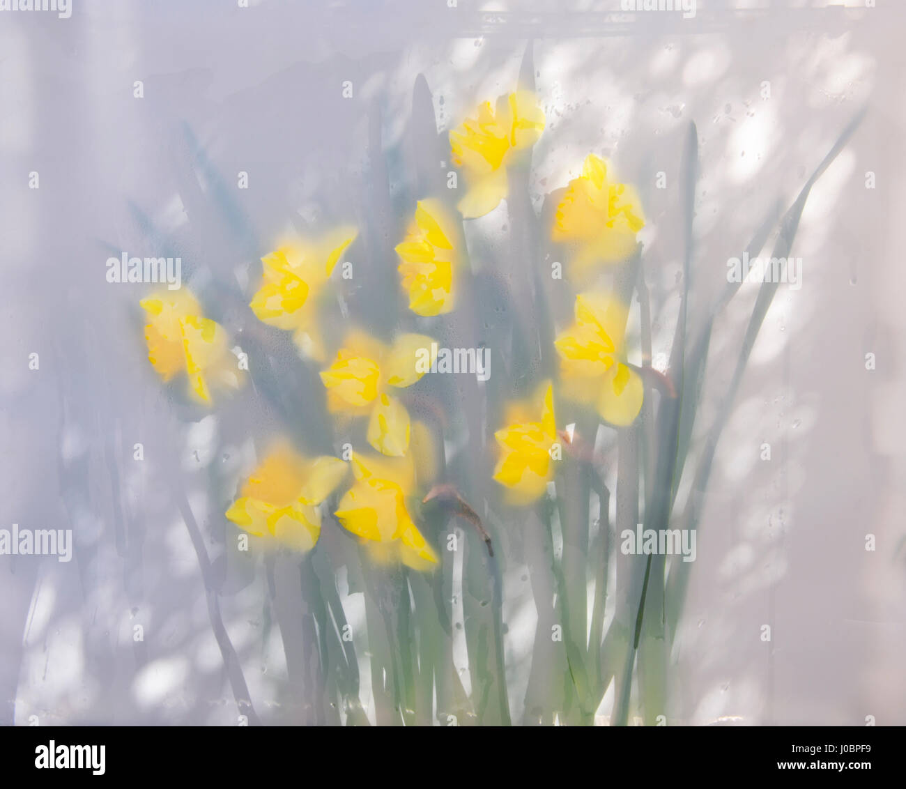 Gelbe Narzisse Blumen und Blättern, zwischen Glas und Ingenieurbaus Film in einer feuchten Atmosphäre, Hintergrundbeleuchtung von gefleckte Sonnenlicht und Schatten gedrückt. Stockfoto