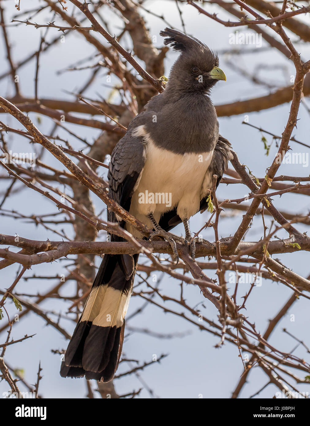 Graue Go Away Bird Stockfoto