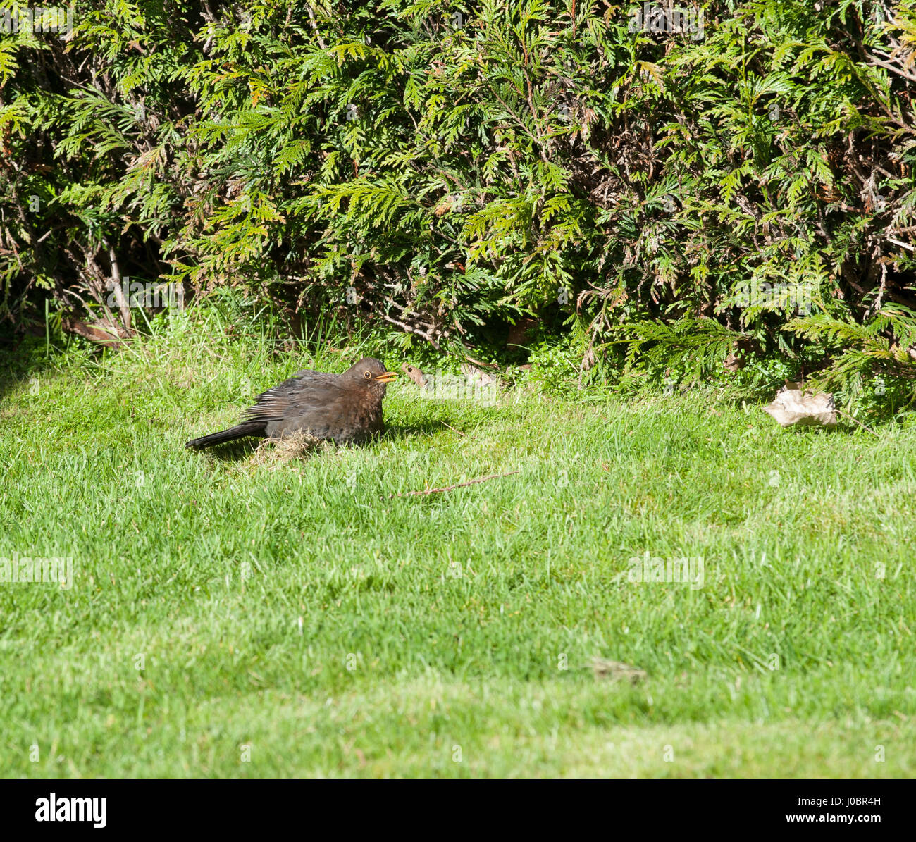 Weibliche Amsel auf dem grünen Rasen an einem sonnigen Frühlingstag Stockfoto