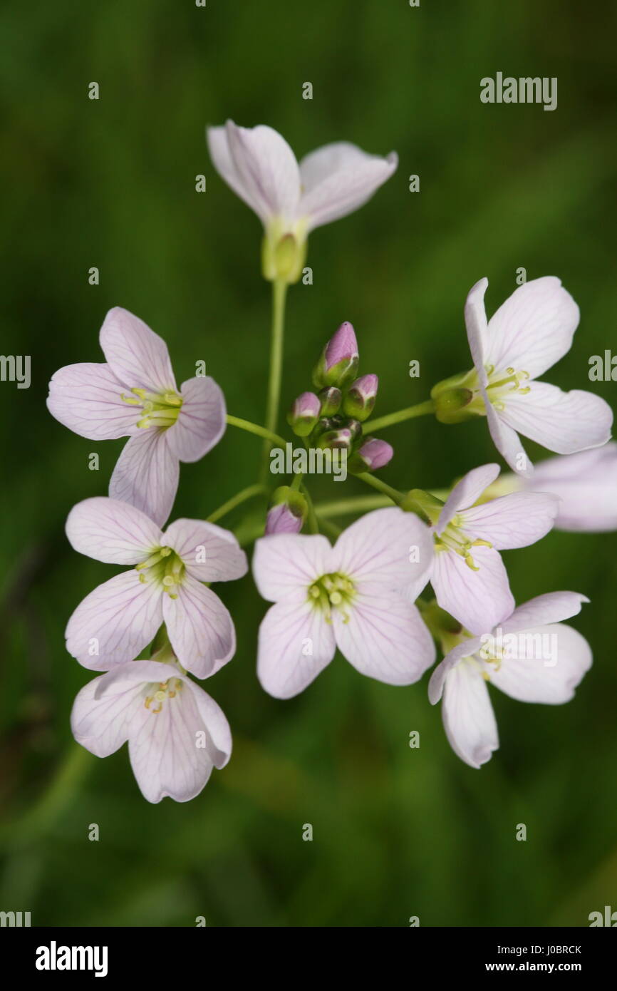 Kuckuck-Blume / Lady's Smock Cardamine Pratensis im Wald in der Nähe von Bangor Co Down N Irland Stockfoto