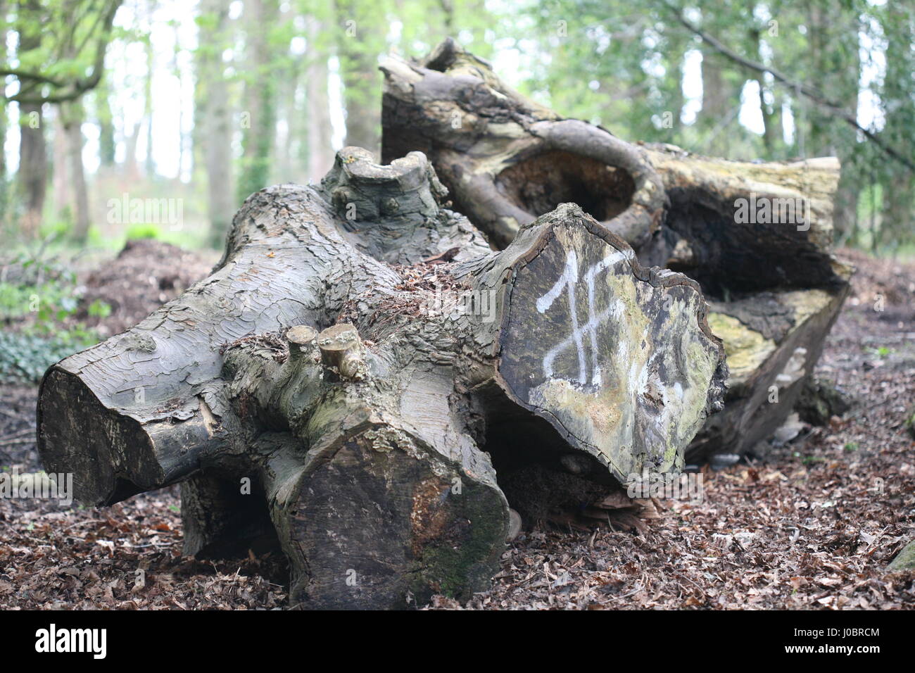 Gefällte Bäume platziert im Wald für ökologische reasons.providing ein Umfeld für verschiedene Wildtiere. Stockfoto