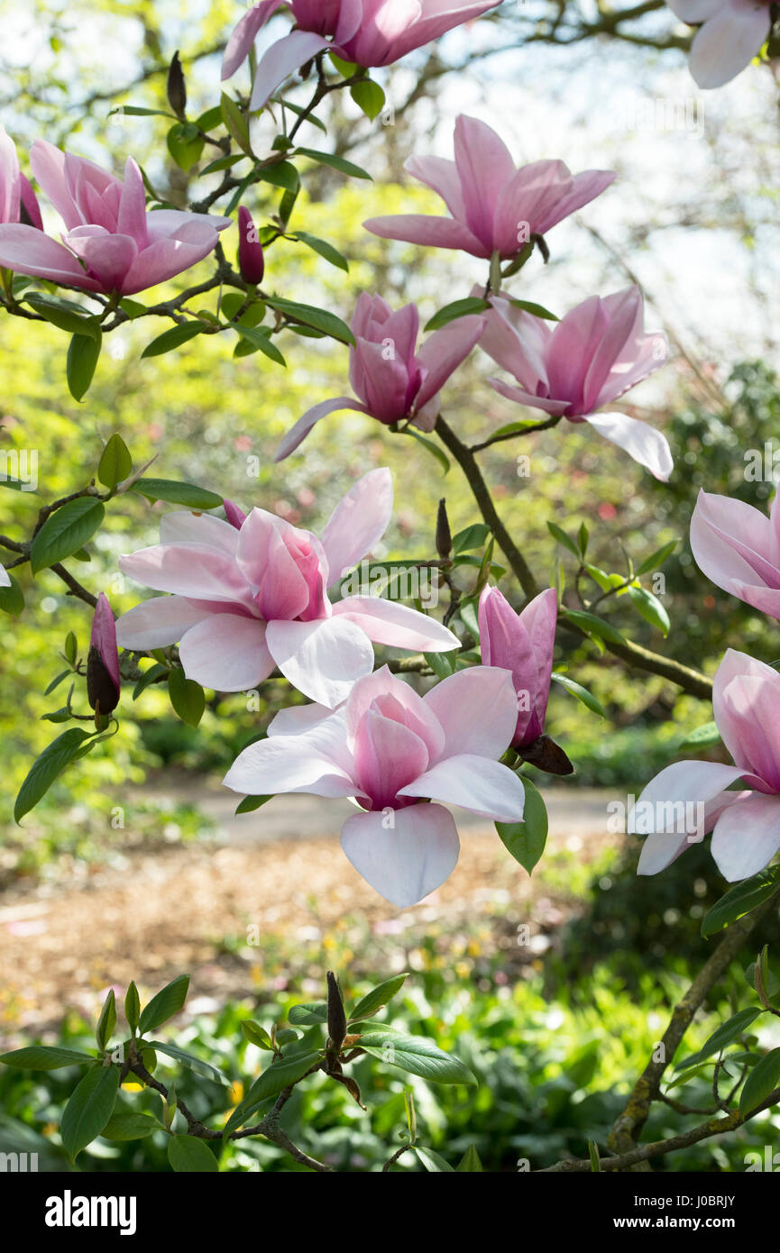 Magnolia 'Star Wars'. Blühende Magnolie im Frühjahr Stockfoto