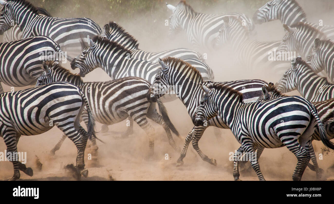 Gruppe von Zebras im Staub. Kenia. Tansania. Nationalpark. Serengeti. Maasai Mara. Stockfoto