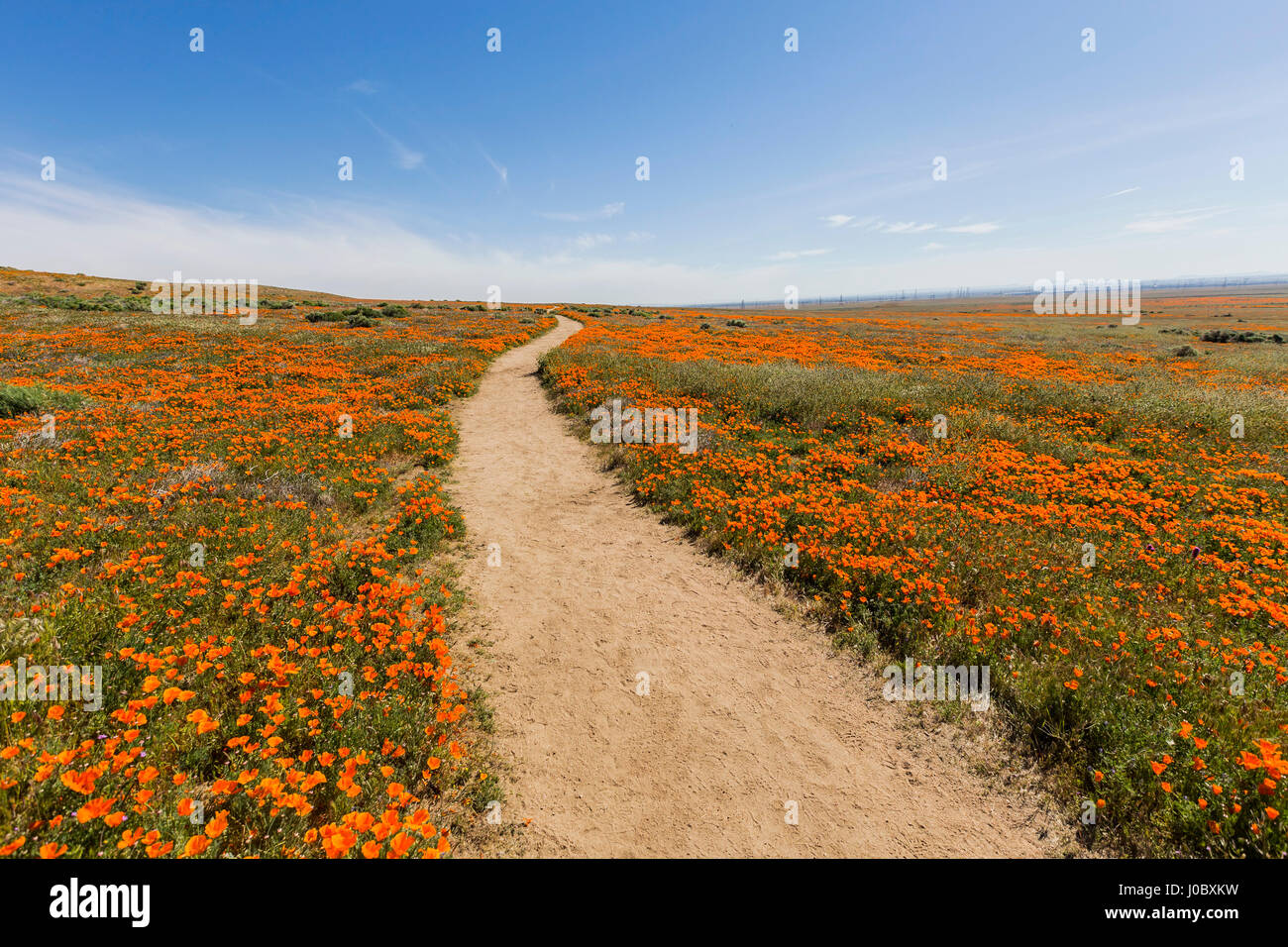 Mohn Pfad Wildblumenwiese in Südkalifornien. Stockfoto