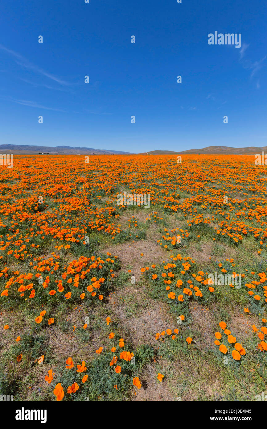 Wildblumen-Feld in der Nähe von Antelope Valley California Poppy Reserve State Park. Stockfoto