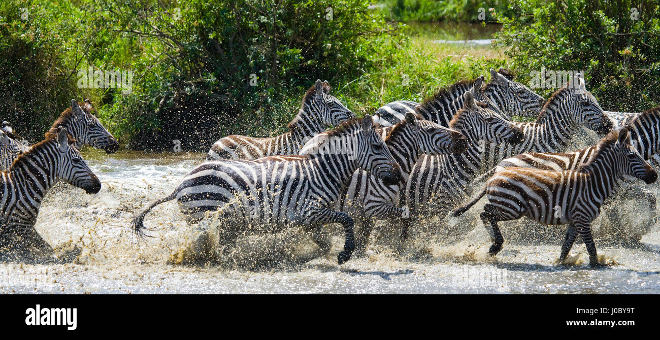 Gruppe von Zebras, die über das Wasser laufen. Kenia. Tansania. Nationalpark. Serengeti. Maasai Mara. Stockfoto