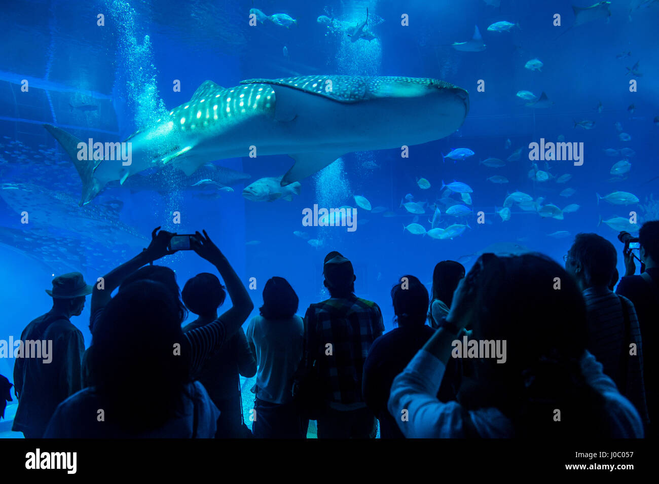Walhai in der Churaumi Aquarium, Ocean Expo Park, Okinawa, Japan, Asien Stockfoto