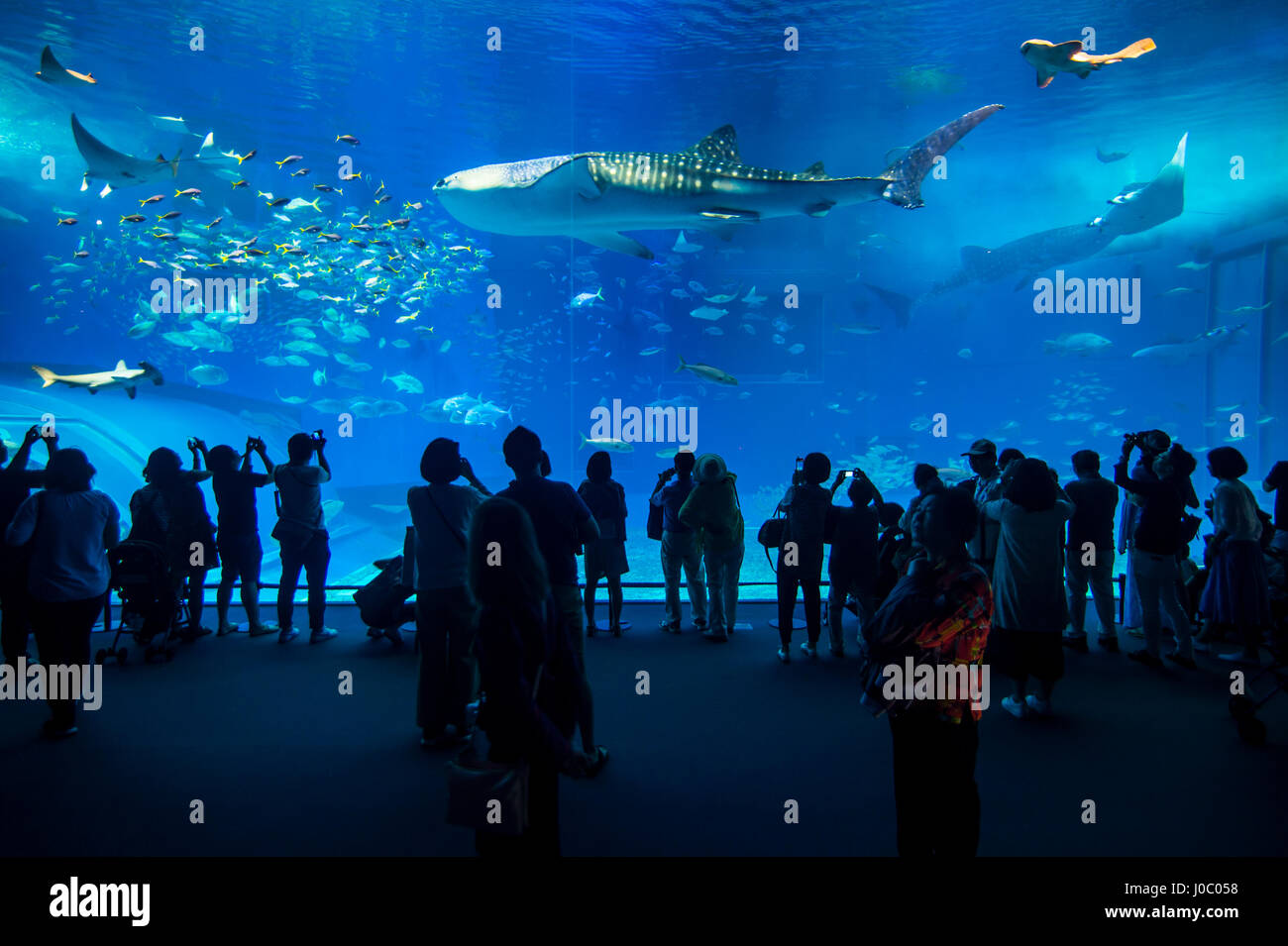 Walhai in der Churaumi Aquarium, Ocean Expo Park, Okinawa, Japan, Asien Stockfoto