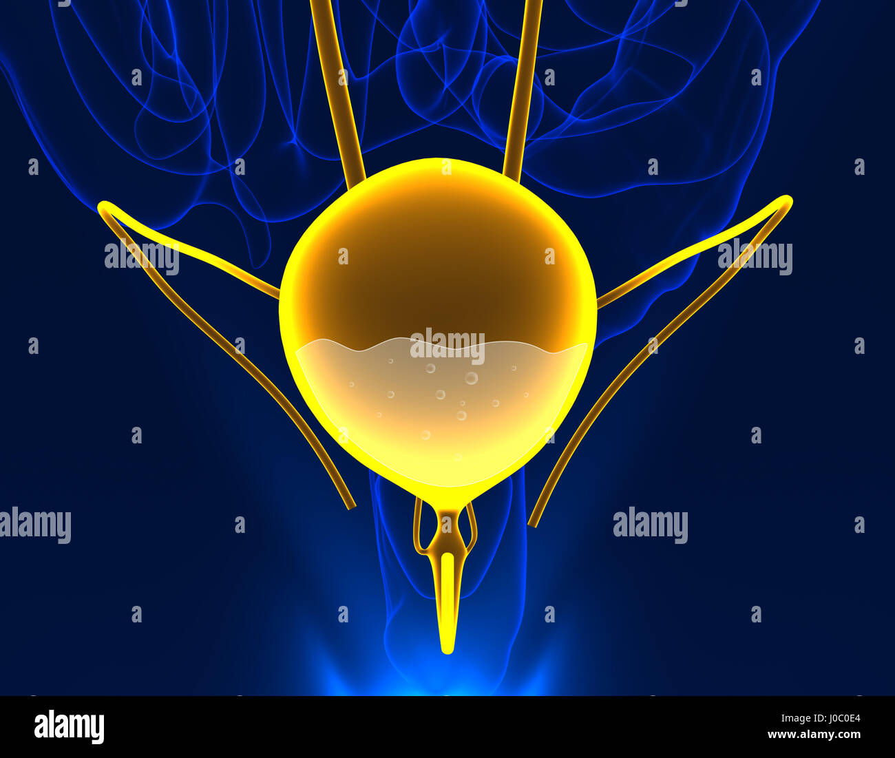 Blase Harn gesunder Anatomie männliche interne Organ - 3d illustration Stockfoto
