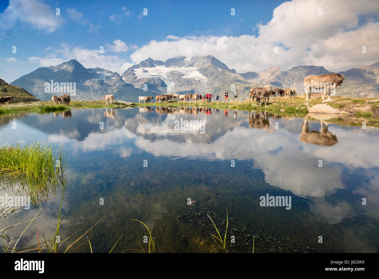 Kühe auf grünen Weiden rund um den Bergsee Val Bugliet, Kanton Graubünden, Engadin, Schweiz Stockfoto