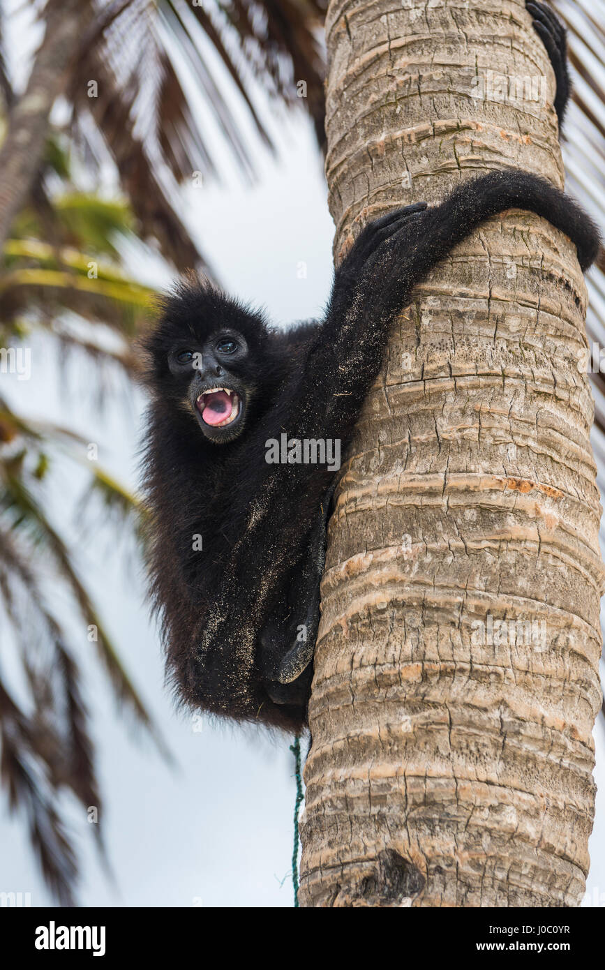 Klammeraffe (Atelidae), Achutupu, San Blas Inseln, Kuna Yala, Panama, Mittelamerika Stockfoto
