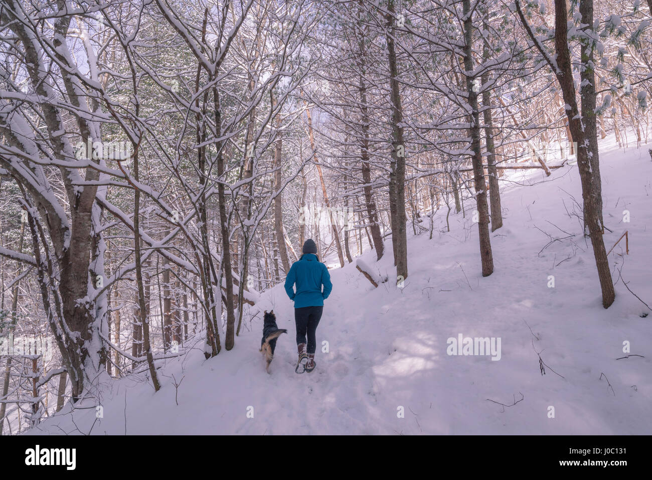 Junge Frau und Hund zu Fuß durch Winterwald im Schnee, USA Stockfoto