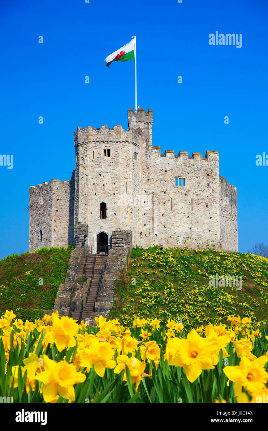Norman Keep und Narzissen, Schloss von Cardiff, Cardiff, Wales, UK Stockfoto