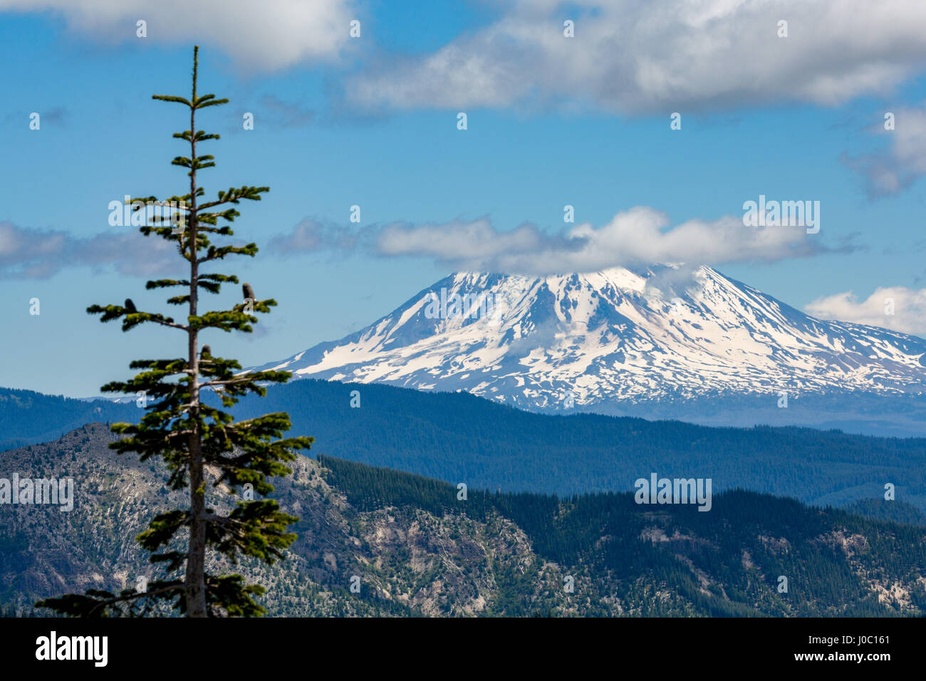 Mount Adams gesehen von Mount St. Helens, Teil der Kaskadenkette, pazifischen Nordwesten, Washington State, USA Stockfoto