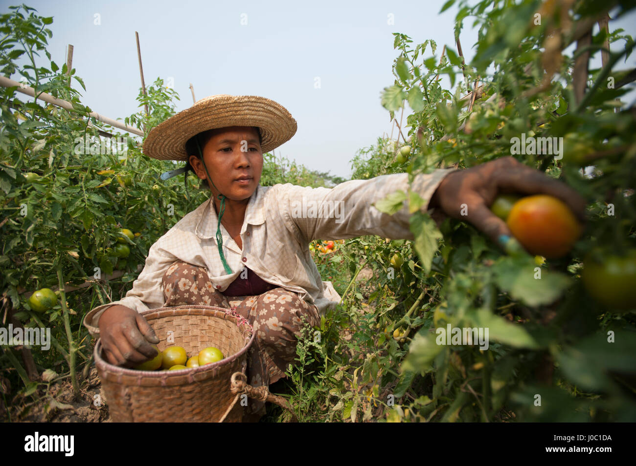 Eine Frau nimmt Tomaten in der Nähe von Myitkyina, Kachin-Staat, Myanmar (Burma), Asien Stockfoto