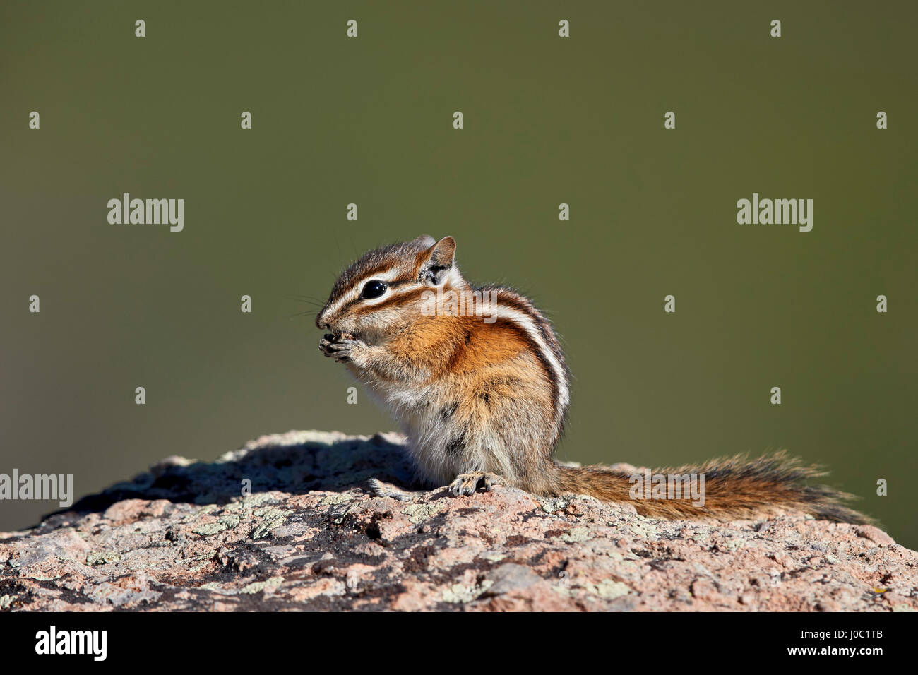 Wenigsten Streifenhörnchen (Tamias ZIP) (Neotamias ZIP (Eutamias Weg), San Juan National Forest, Colorado, USA Stockfoto