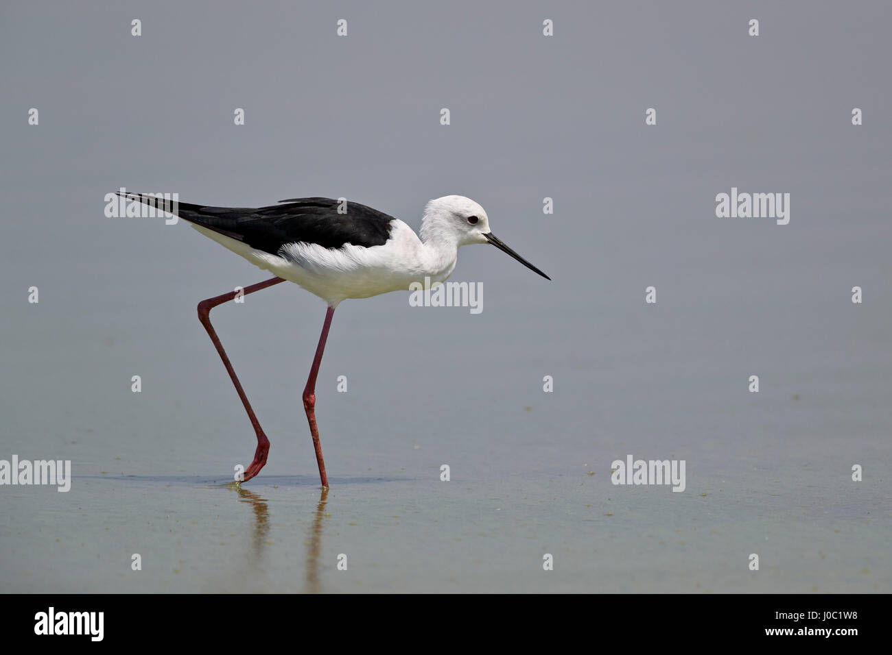 Stelzenläufer (Himantopus Himantopus), Selous Game Reserve, Tansania Stockfoto