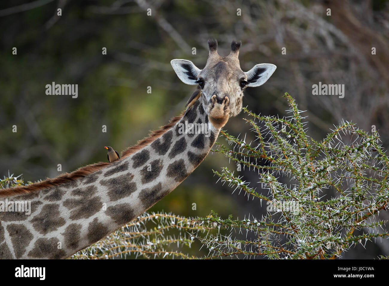 Masai-Giraffe mit einem rot-billed Oxpecker (Buphagus Erythrorhynchus), Selous Game Reserve, Tansania Stockfoto