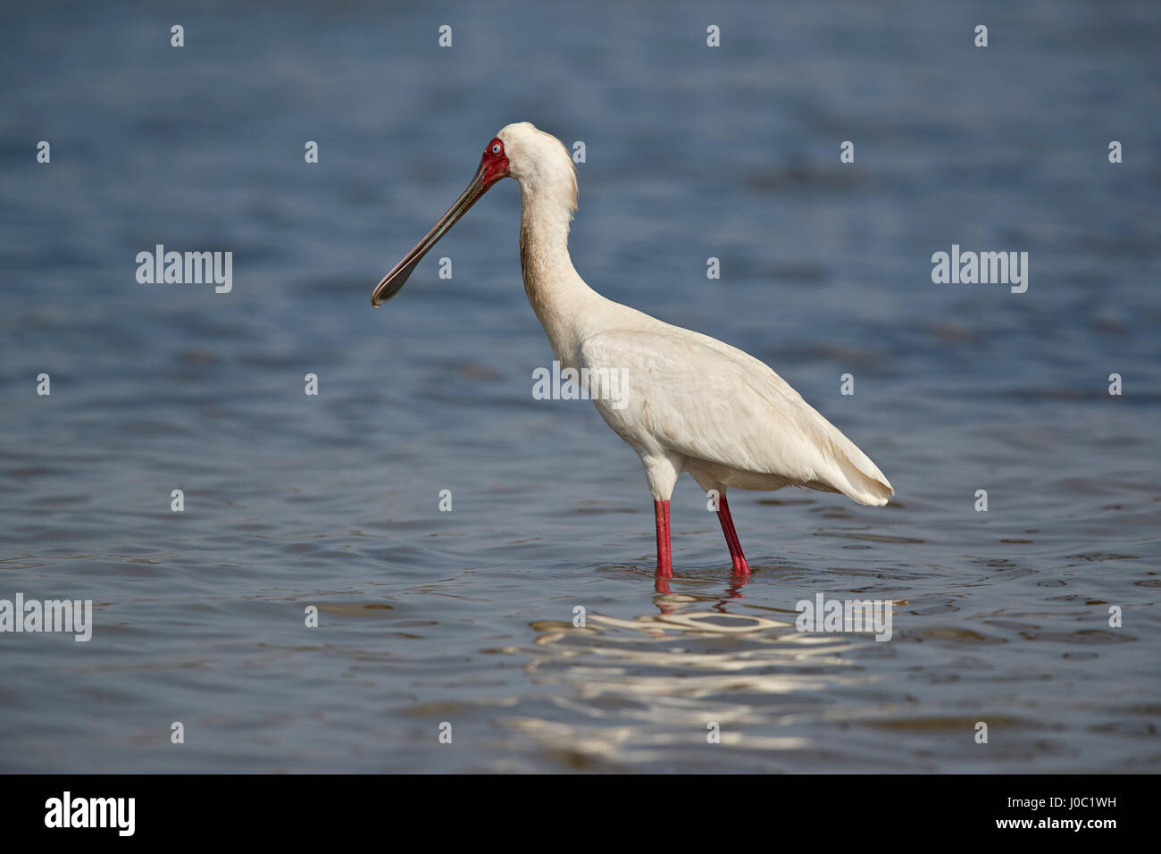 Afrikanischer Löffler (Platalea Alba), Selous Game Reserve, Tansania Stockfoto