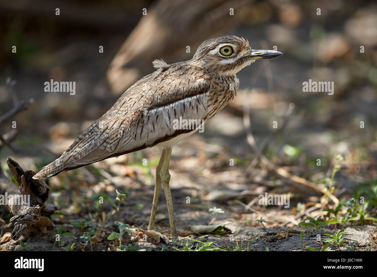 Wasser (Wasser Dikkop) Thickknee (Burhinus Vermiculatus), Selous Game Reserve, Tansania Stockfoto