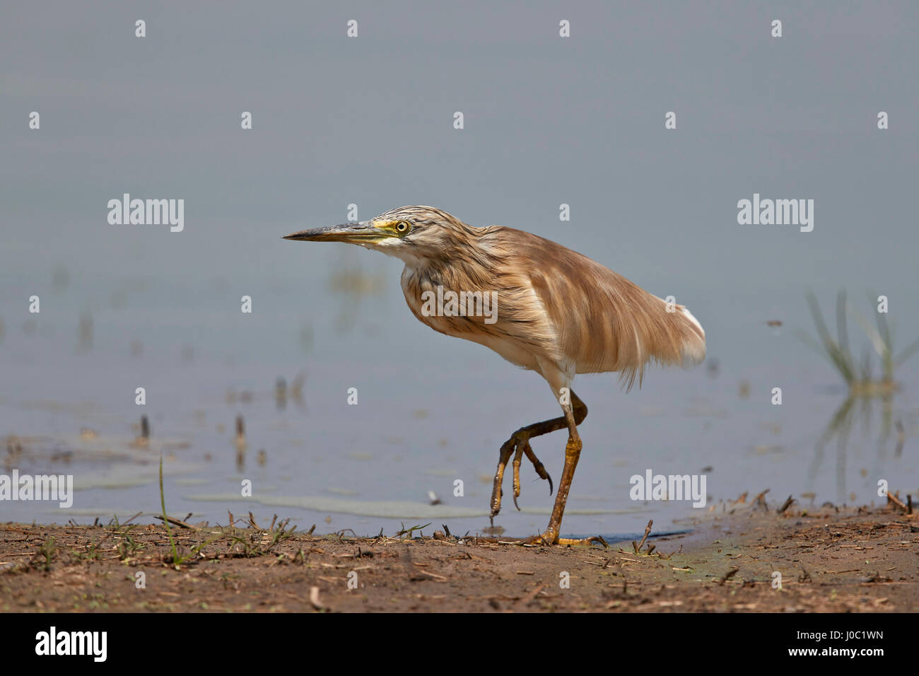 Gemeinsamen Rallenreiher (Ardeola Ralloides), unreif, Selous Game Reserve, Tansania Stockfoto