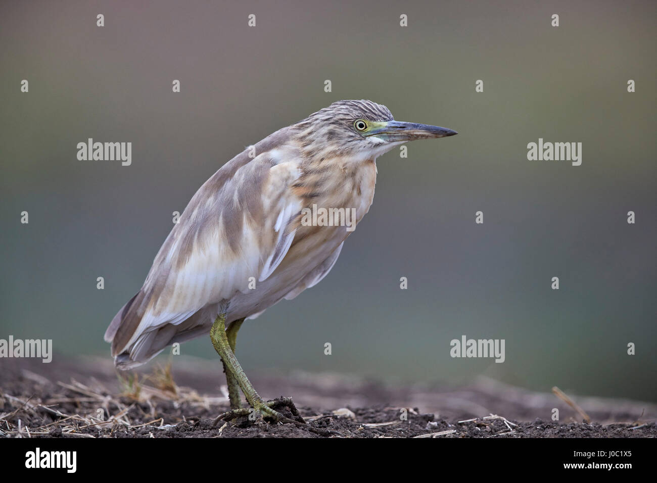 Gemeinsamen Rallenreiher (Ardeola Ralloides), Mikumi National Park, Tansania Stockfoto