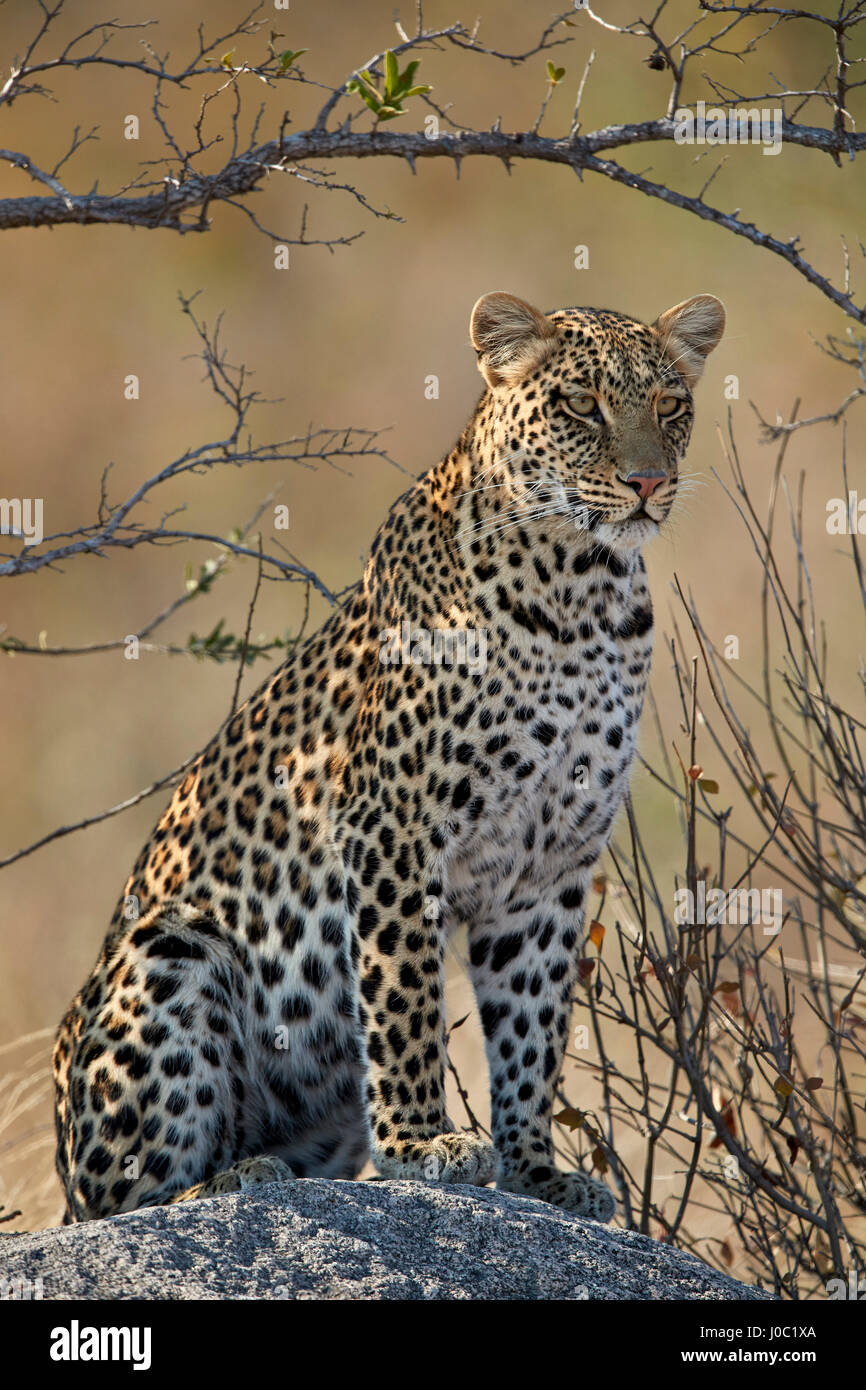 Leopard (Panthera Pardus), Ruaha Nationalpark, Tansania Stockfoto