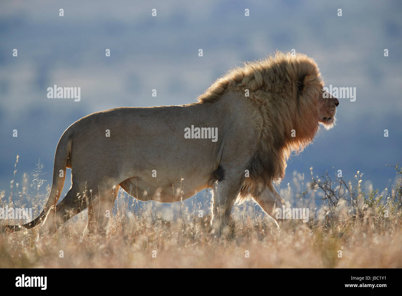 Löwe (Panthera Leo), Mountain Zebra National Park Stockfoto
