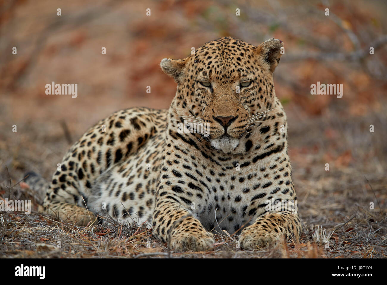 Leopard (Panthera Pardus), männliche, Krüger-Nationalpark Stockfoto