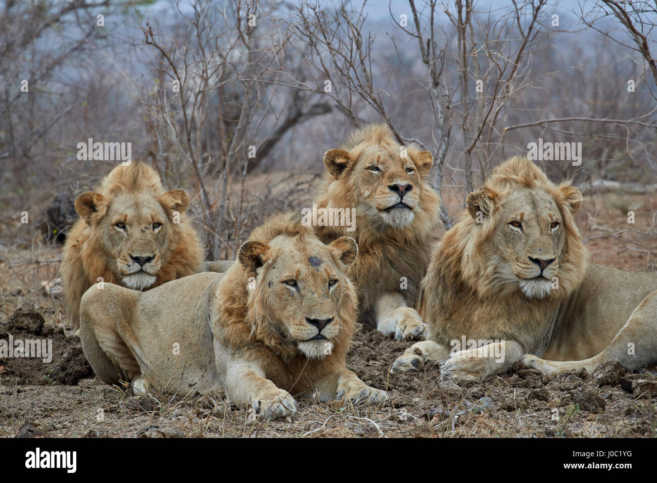 Vier männliche Löwe (Panthera Leo), Krüger-Nationalpark Stockfoto